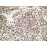 Immunohistochemistry - Anti-ARBK1 Antibody (C10475) - Antibodies.com