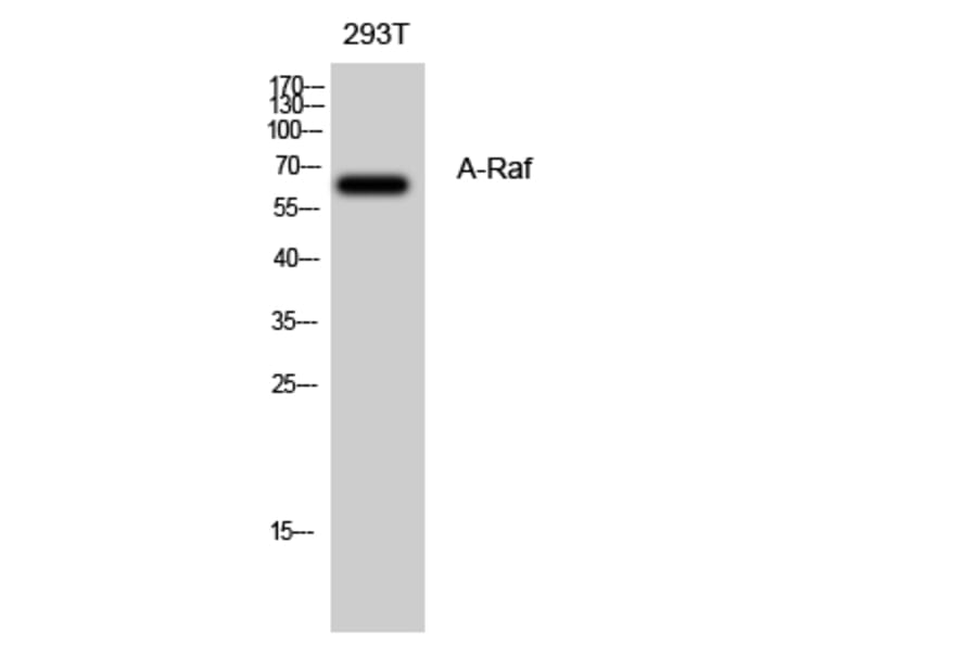 Western Blot - Anti-A-RAF Antibody (C10335) - Antibodies.com