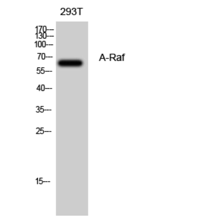 Western Blot - Anti-A-RAF Antibody (C10335) - Antibodies.com