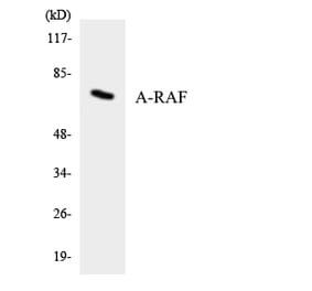 Western Blot - Anti-A-RAF Antibody (R12-2500) - Antibodies.com