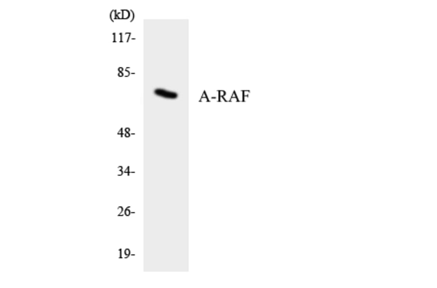 Western Blot - Anti-A-RAF Antibody (R12-2500) - Antibodies.com