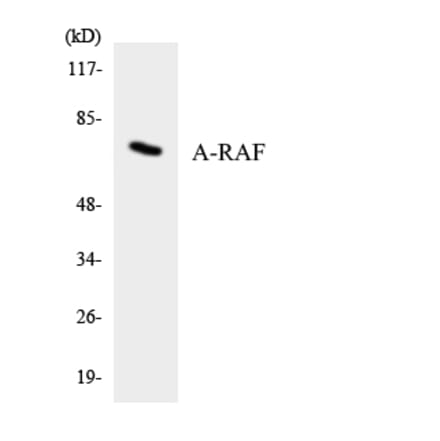 Western Blot - Anti-A-RAF Antibody (R12-2500) - Antibodies.com