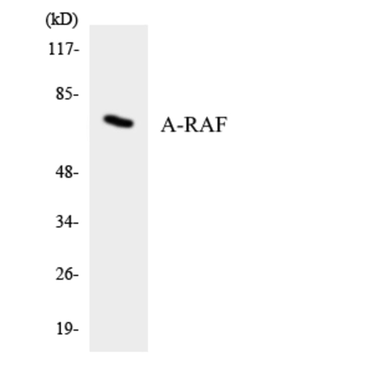 Western Blot - Anti-A-RAF Antibody (R12-2500) - Antibodies.com