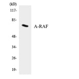 Western Blot - Anti-A-RAF Antibody (R12-2500) - Antibodies.com