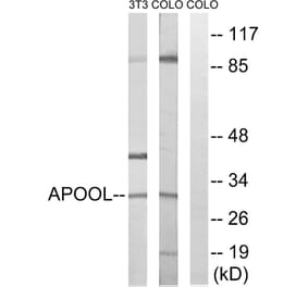 Western Blot - Anti-APOOL Antibody (C14536) - Antibodies.com