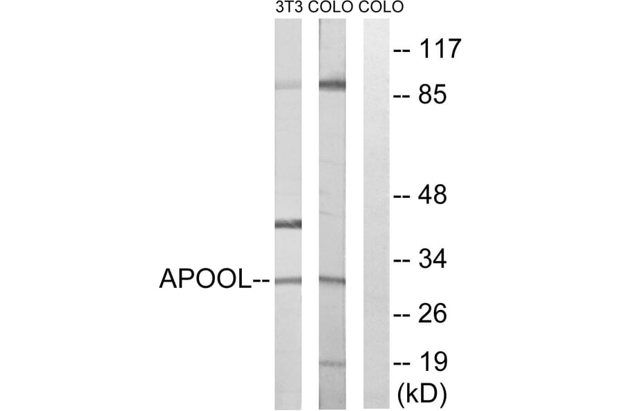 Western Blot - Anti-APOOL Antibody (C14536) - Antibodies.com