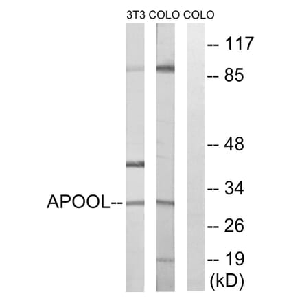 Western Blot - Anti-APOOL Antibody (C14536) - Antibodies.com