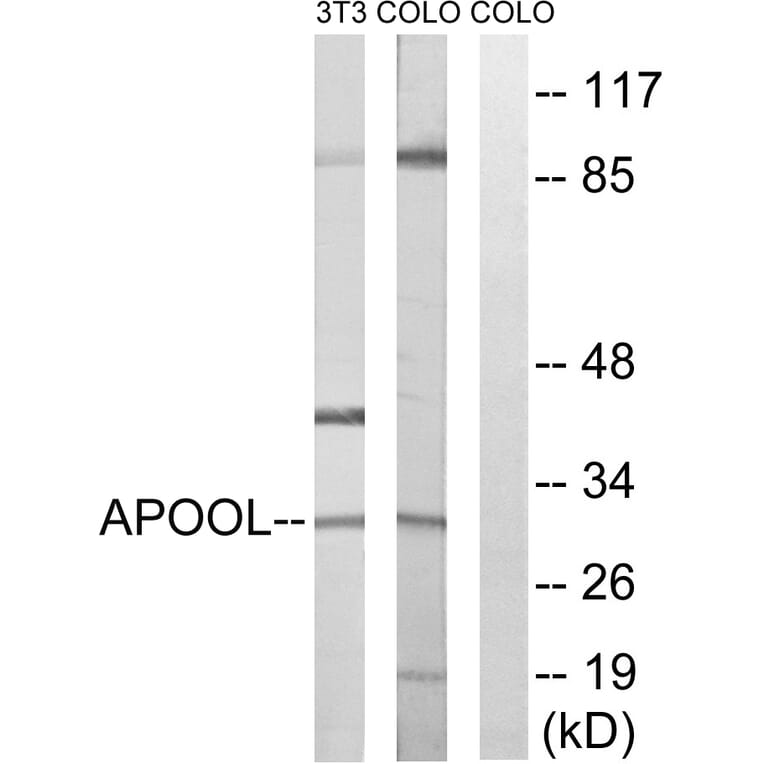 Western Blot - Anti-APOOL Antibody (C14536) - Antibodies.com