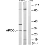 Western Blot - Anti-APOOL Antibody (C14536) - Antibodies.com