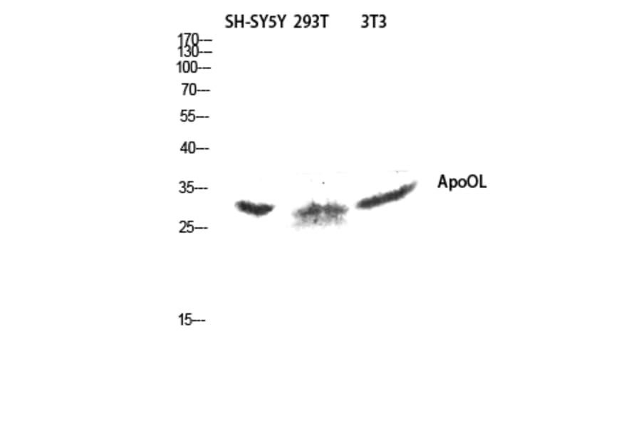 Western Blot - Anti-APOOL Antibody (C14536) - Antibodies.com