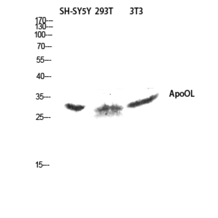 Western Blot - Anti-APOOL Antibody (C14536) - Antibodies.com