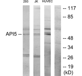 Western Blot - Anti-API-5 Antibody (C12052) - Antibodies.com