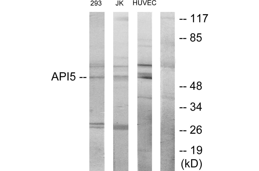 Western Blot - Anti-API-5 Antibody (C12052) - Antibodies.com