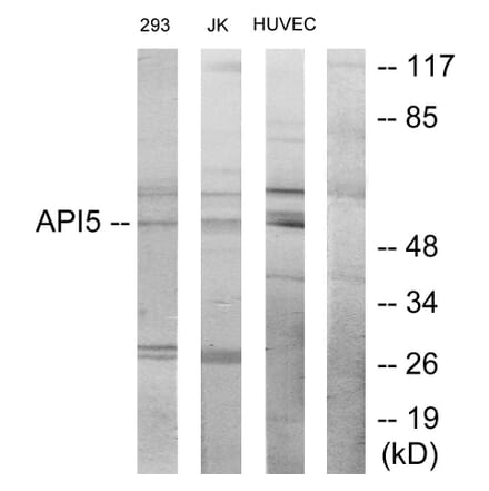 Western Blot - Anti-API-5 Antibody (C12052) - Antibodies.com
