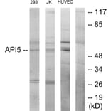 Western Blot - Anti-API-5 Antibody (C12052) - Antibodies.com