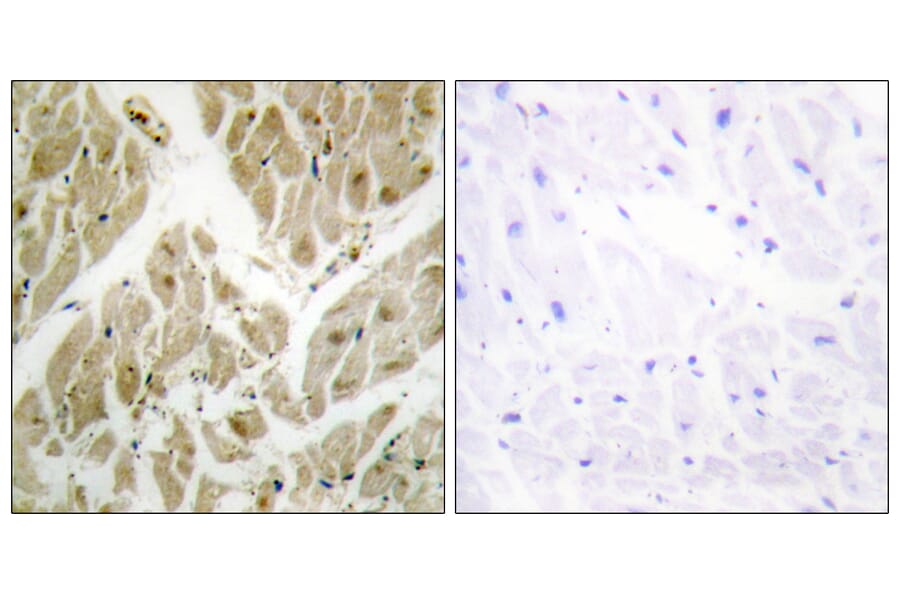 Immunohistochemistry - Anti-API-5 Antibody (C12052) - Antibodies.com