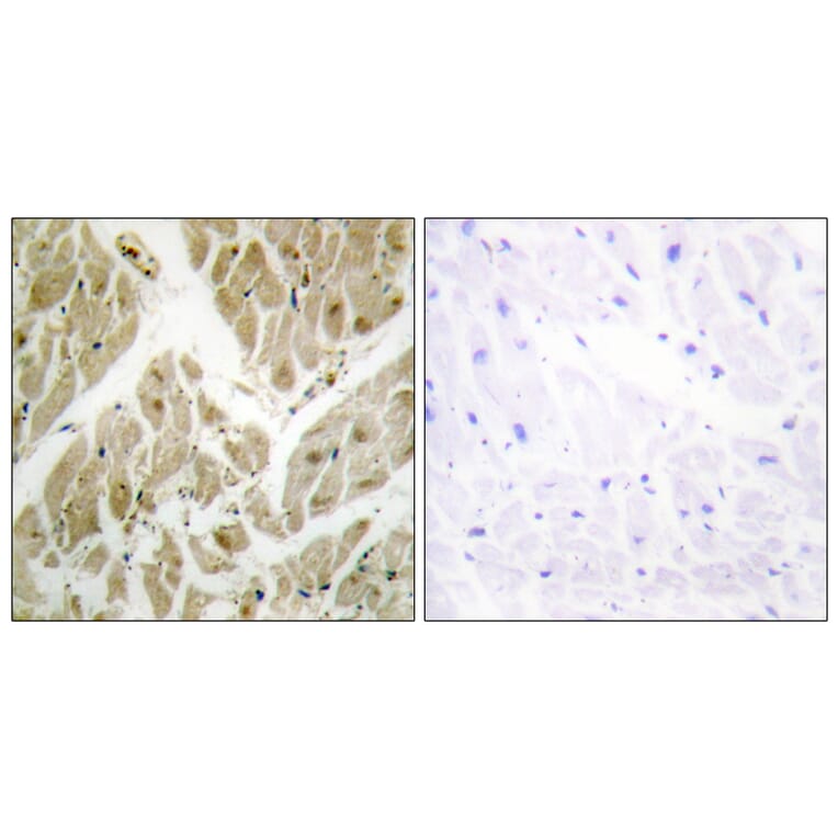 Immunohistochemistry - Anti-API-5 Antibody (C12052) - Antibodies.com
