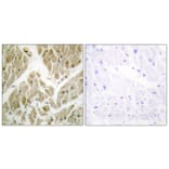 Immunohistochemistry - Anti-API-5 Antibody (C12052) - Antibodies.com