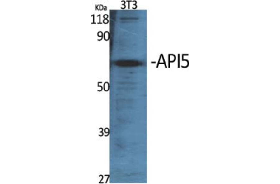 Western Blot - Anti-API-5 Antibody (C12052) - Antibodies.com