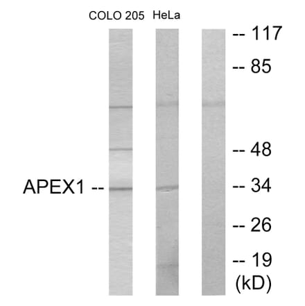 Western Blot - Anti-APEX1 Antibody (C10493) - Antibodies.com