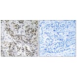 Immunohistochemistry - Anti-APBB2 Antibody (C14453) - Antibodies.com