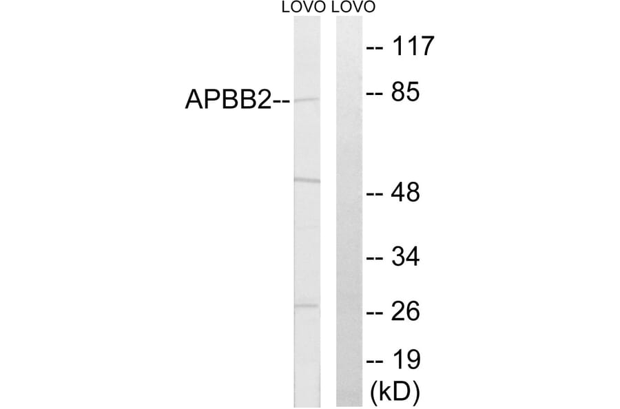 Western Blot - Anti-APBB2 Antibody (C14453) - Antibodies.com