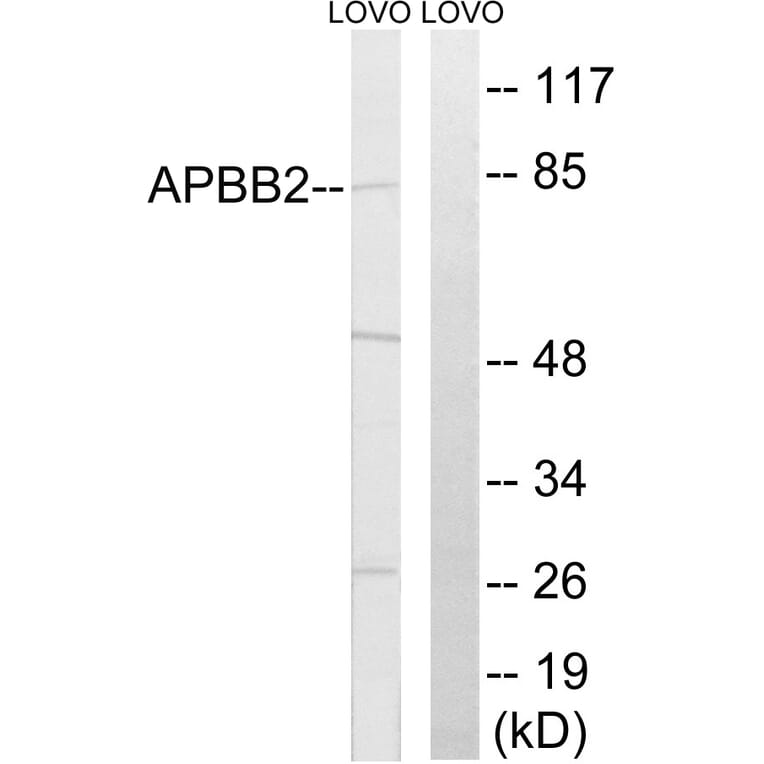 Western Blot - Anti-APBB2 Antibody (C14453) - Antibodies.com