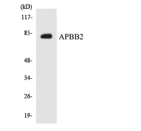 Western Blot - Anti-APBB2 Antibody (R12-2492) - Antibodies.com