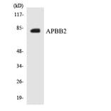 Western Blot - Anti-APBB2 Antibody (R12-2492) - Antibodies.com