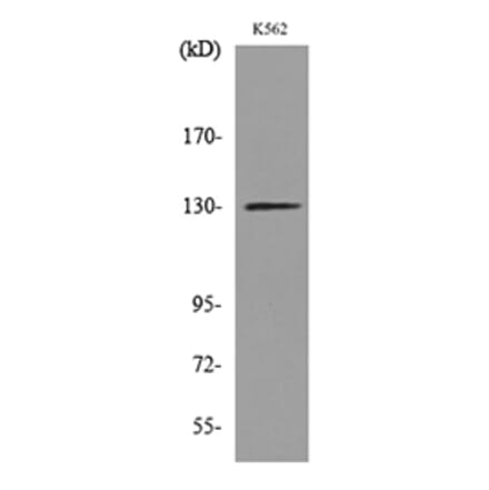 Western Blot - Anti-APAF1 Antibody (C30210) - Antibodies.com