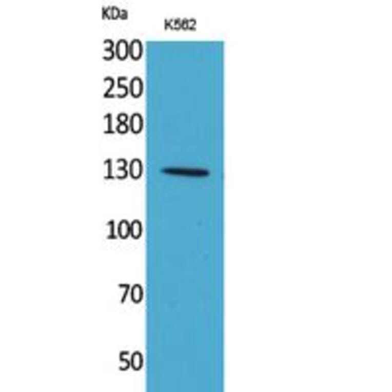 Western Blot - Anti-APAF1 Antibody (C30210) - Antibodies.com