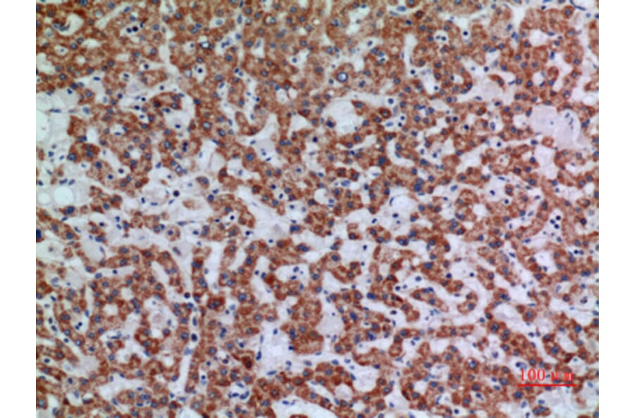 Immunohistochemistry - Anti-APAF1 Antibody (C30210) - Antibodies.com