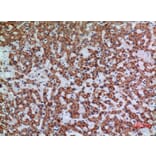 Immunohistochemistry - Anti-APAF1 Antibody (C30210) - Antibodies.com