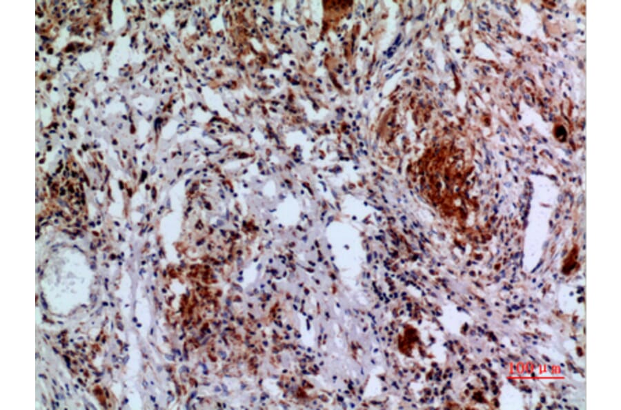 Immunohistochemistry - Anti-APAF1 Antibody (C30210) - Antibodies.com
