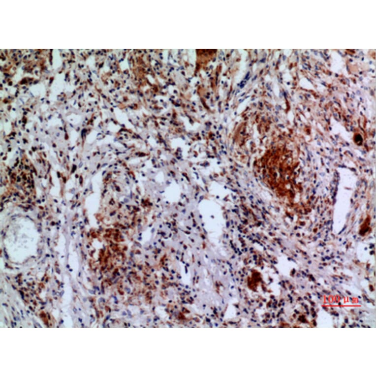 Immunohistochemistry - Anti-APAF1 Antibody (C30210) - Antibodies.com
