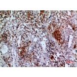 Immunohistochemistry - Anti-APAF1 Antibody (C30210) - Antibodies.com
