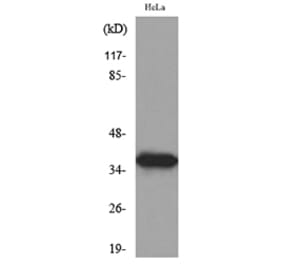 Western Blot - Anti-ANXA2 Antibody (C30150) - Antibodies.com