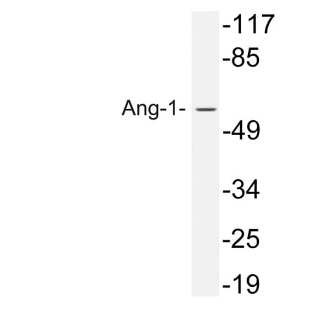 Western Blot - Anti-Ang-1 Antibody (R12-2021) - Antibodies.com
