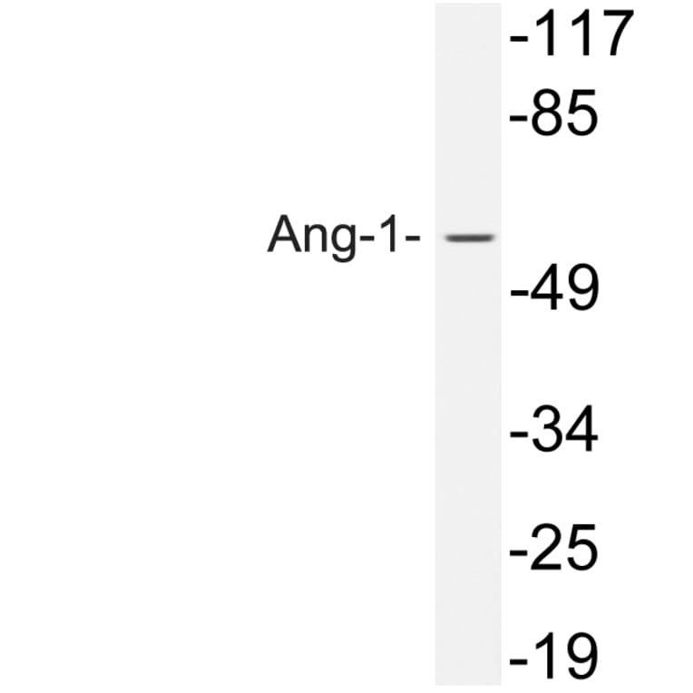 Western Blot - Anti-Ang-1 Antibody (R12-2021) - Antibodies.com