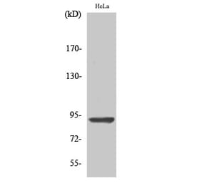 Western Blot - Anti-AMPD2 Antibody (C14444) - Antibodies.com