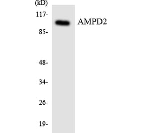 Western Blot - Anti-AMPD2 Antibody (R12-2482) - Antibodies.com