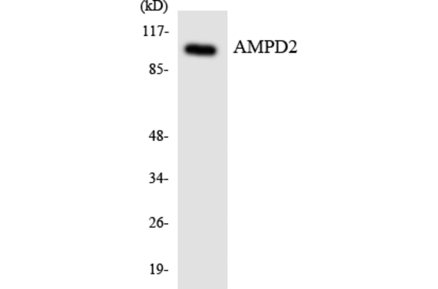 Western Blot - Anti-AMPD2 Antibody (R12-2482) - Antibodies.com