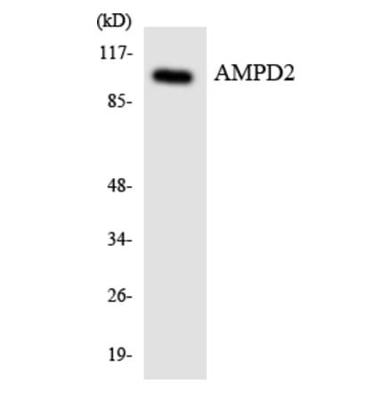Western Blot - Anti-AMPD2 Antibody (R12-2482) - Antibodies.com