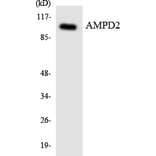 Western Blot - Anti-AMPD2 Antibody (R12-2482) - Antibodies.com