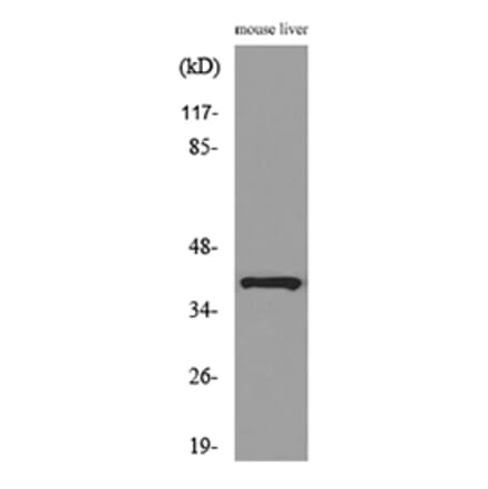 Western Blot - Anti-ALDOC Antibody (C30108) - Antibodies.com