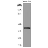 Western Blot - Anti-ALDOC Antibody (C30108) - Antibodies.com