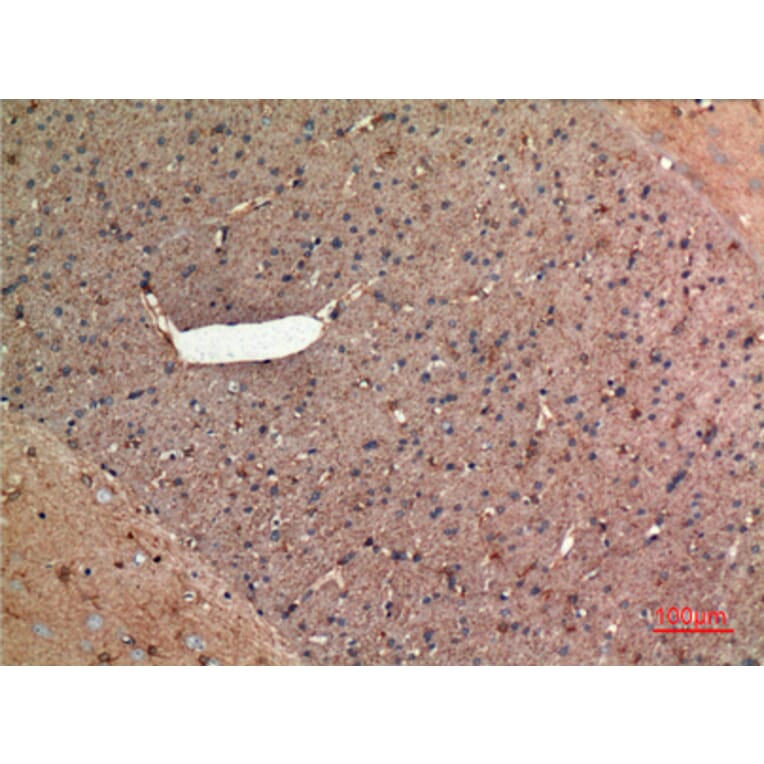 Immunohistochemistry - Anti-ALDOC Antibody (C30108) - Antibodies.com