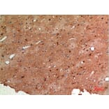 Immunohistochemistry - Anti-ALDOC Antibody (C30108) - Antibodies.com