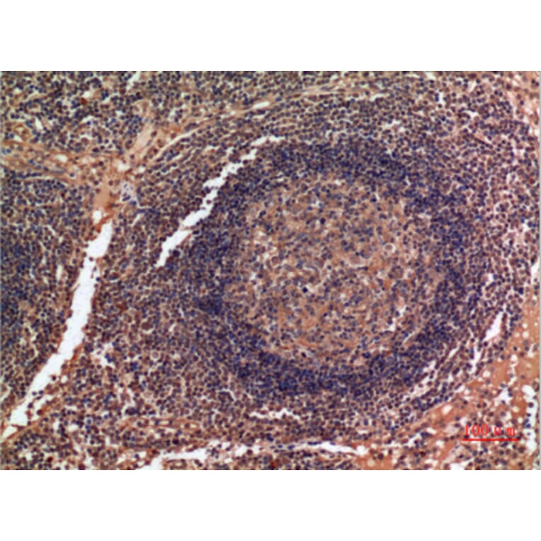 Immunohistochemistry - Anti-ALDH2 Antibody (C30032) - Antibodies.com