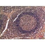 Immunohistochemistry - Anti-ALDH2 Antibody (C30032) - Antibodies.com